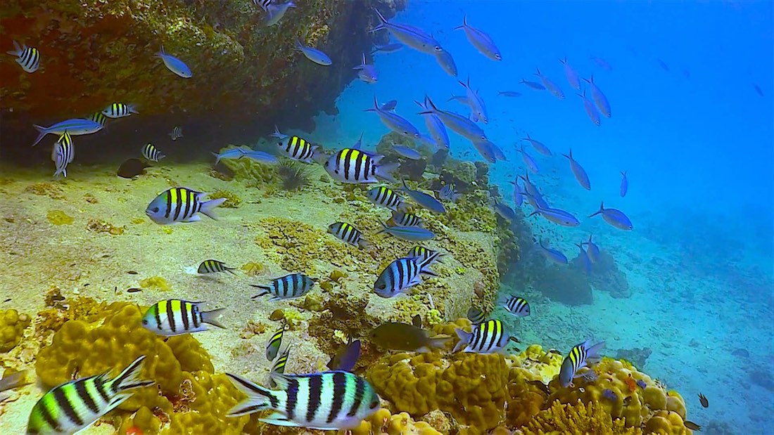 Dive site photo