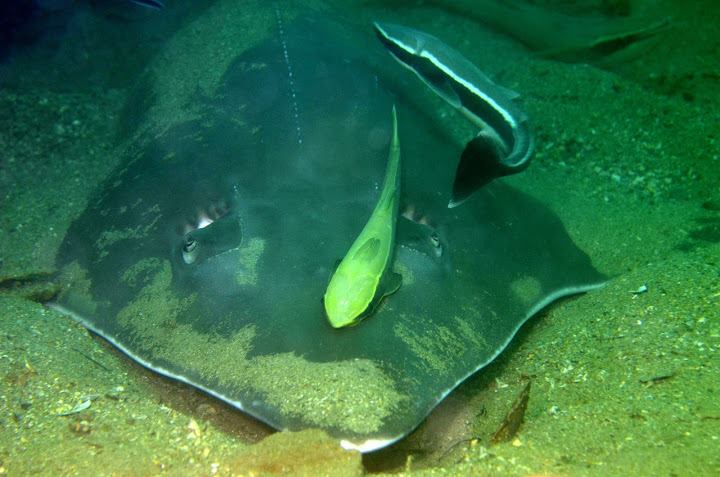 Artificial Reef