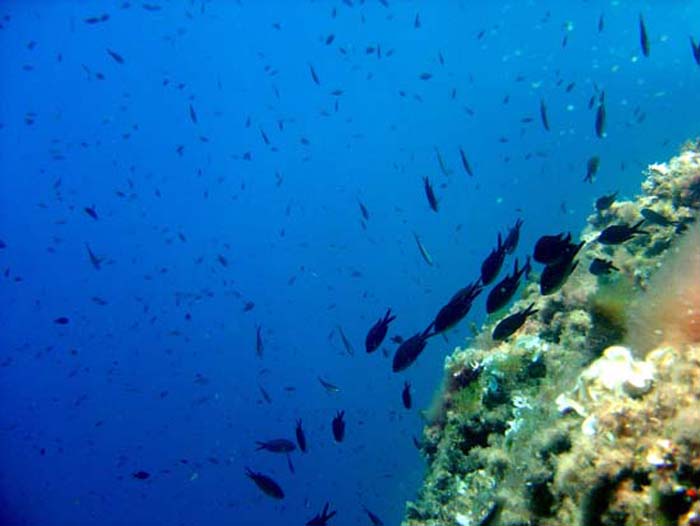 Dive site photo