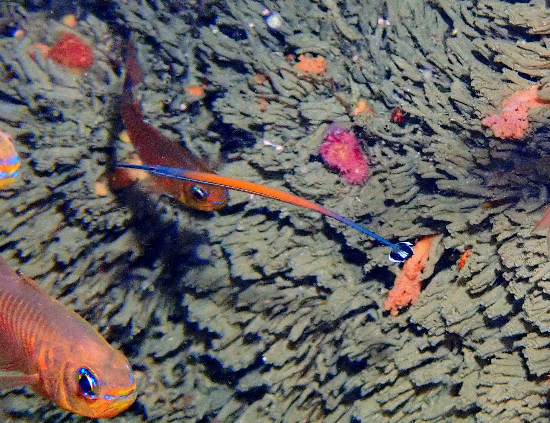 Dive site photo