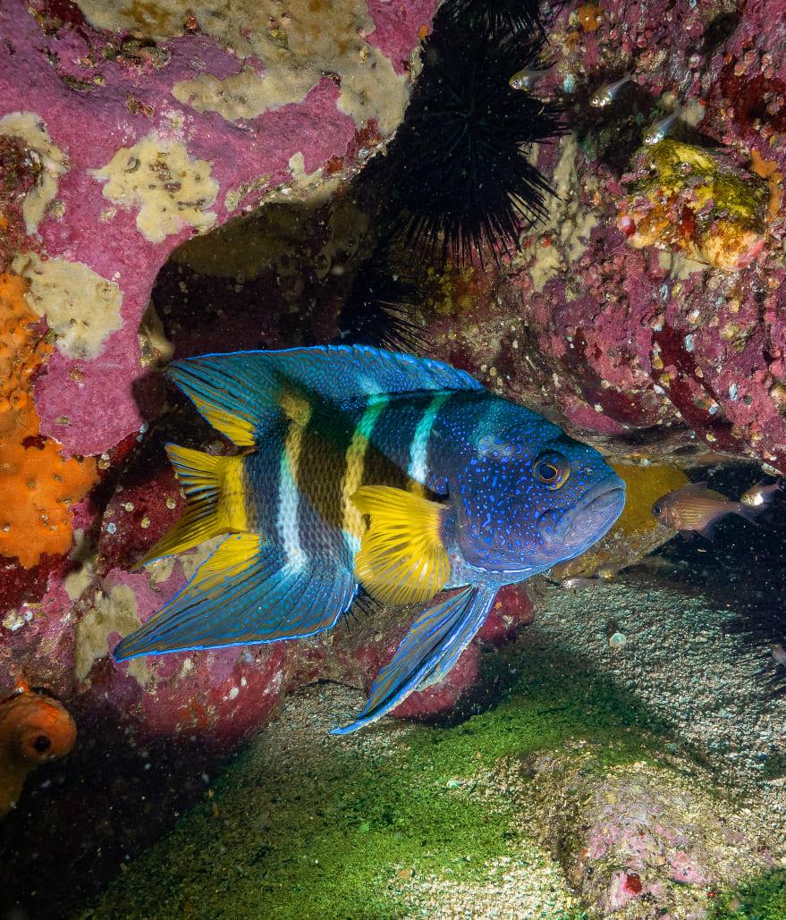 The Docks dive site PADI