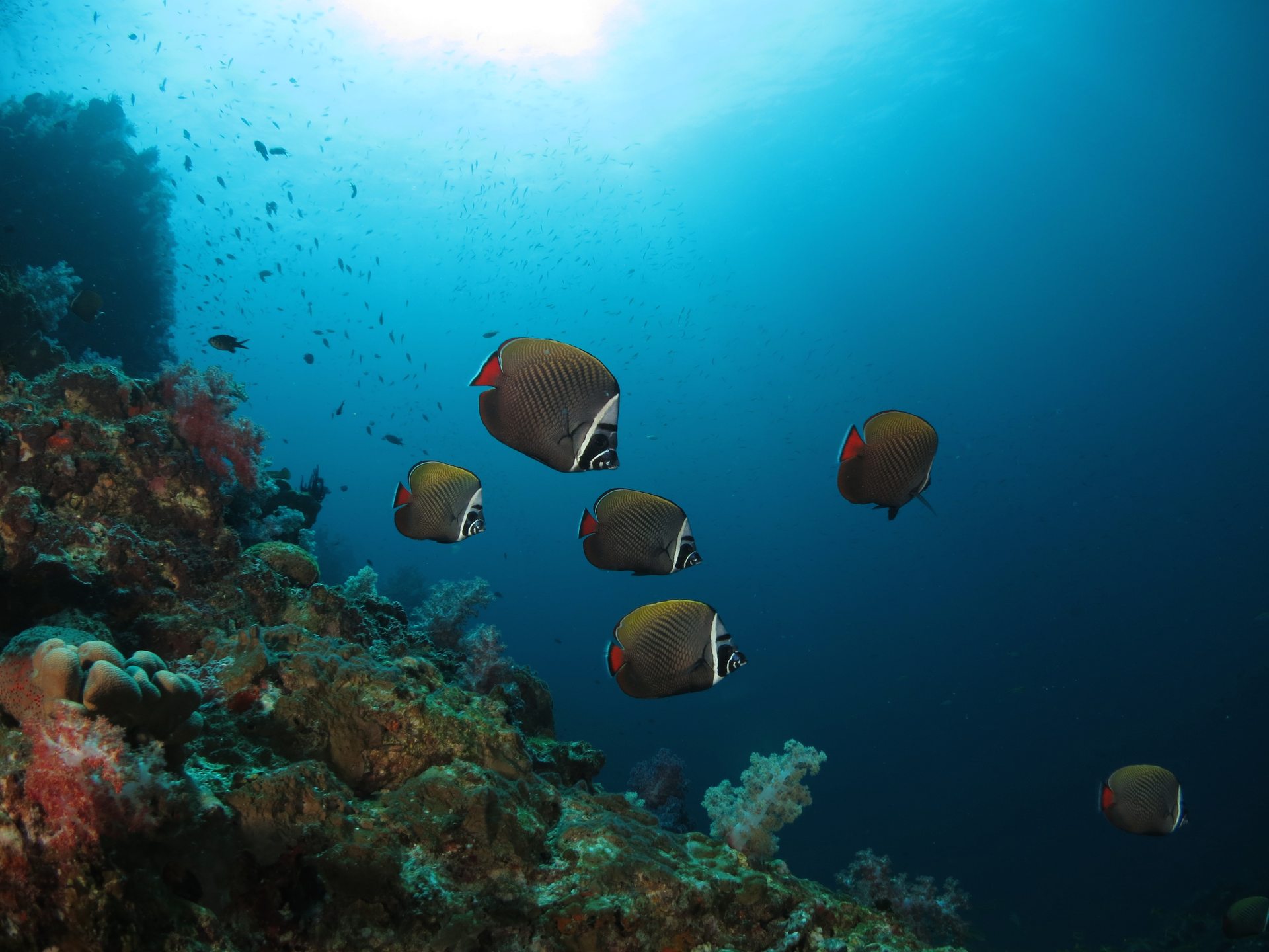 Dive site photo
