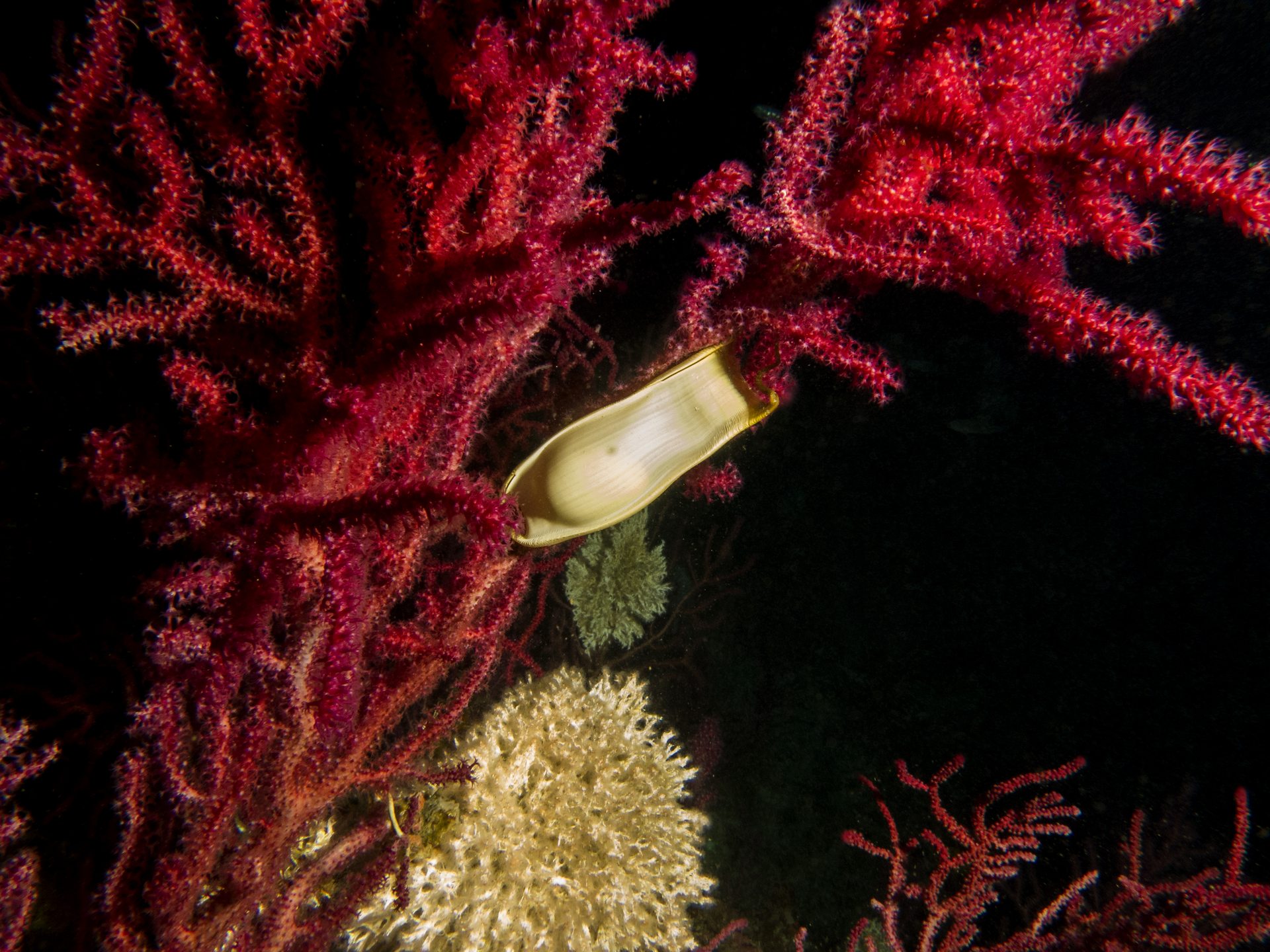 Dive site photo