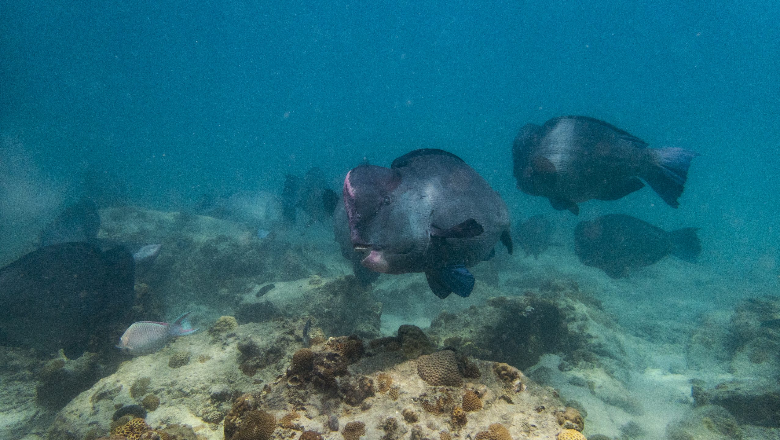 D'LAGOON dive site | PADI