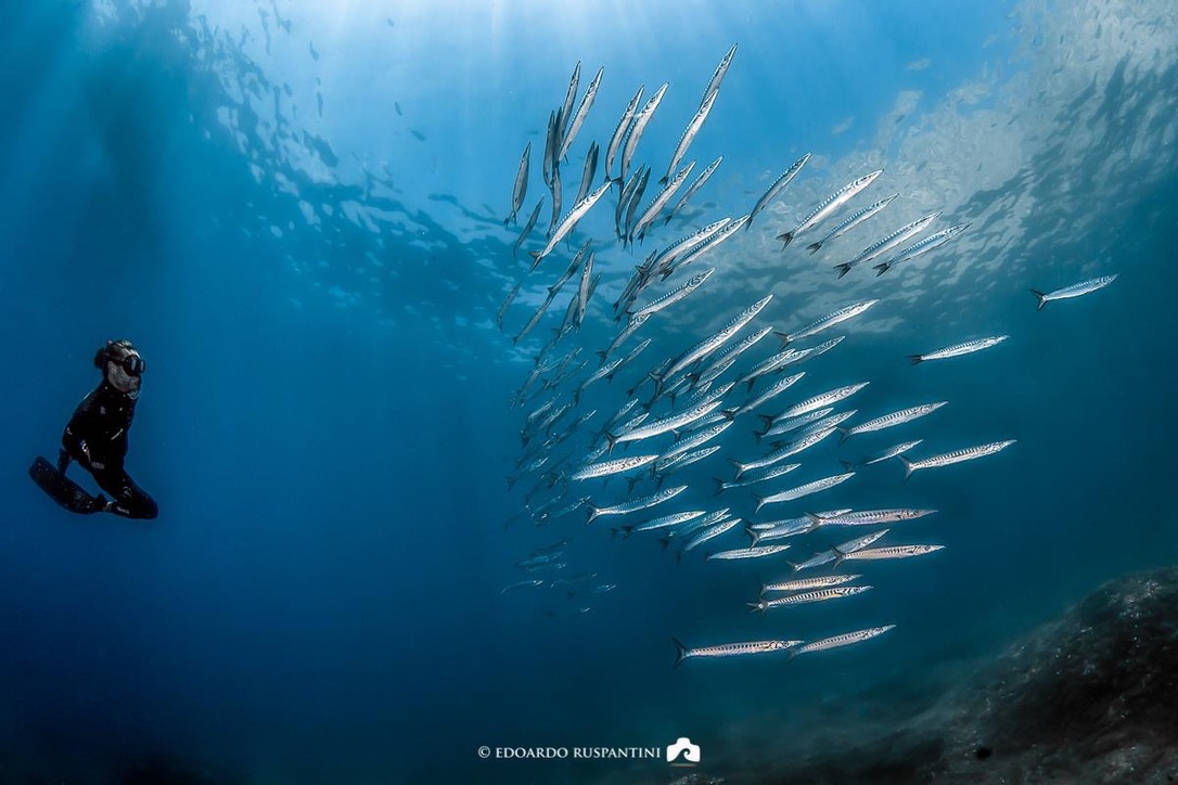 Punta Campanella dive site PADI