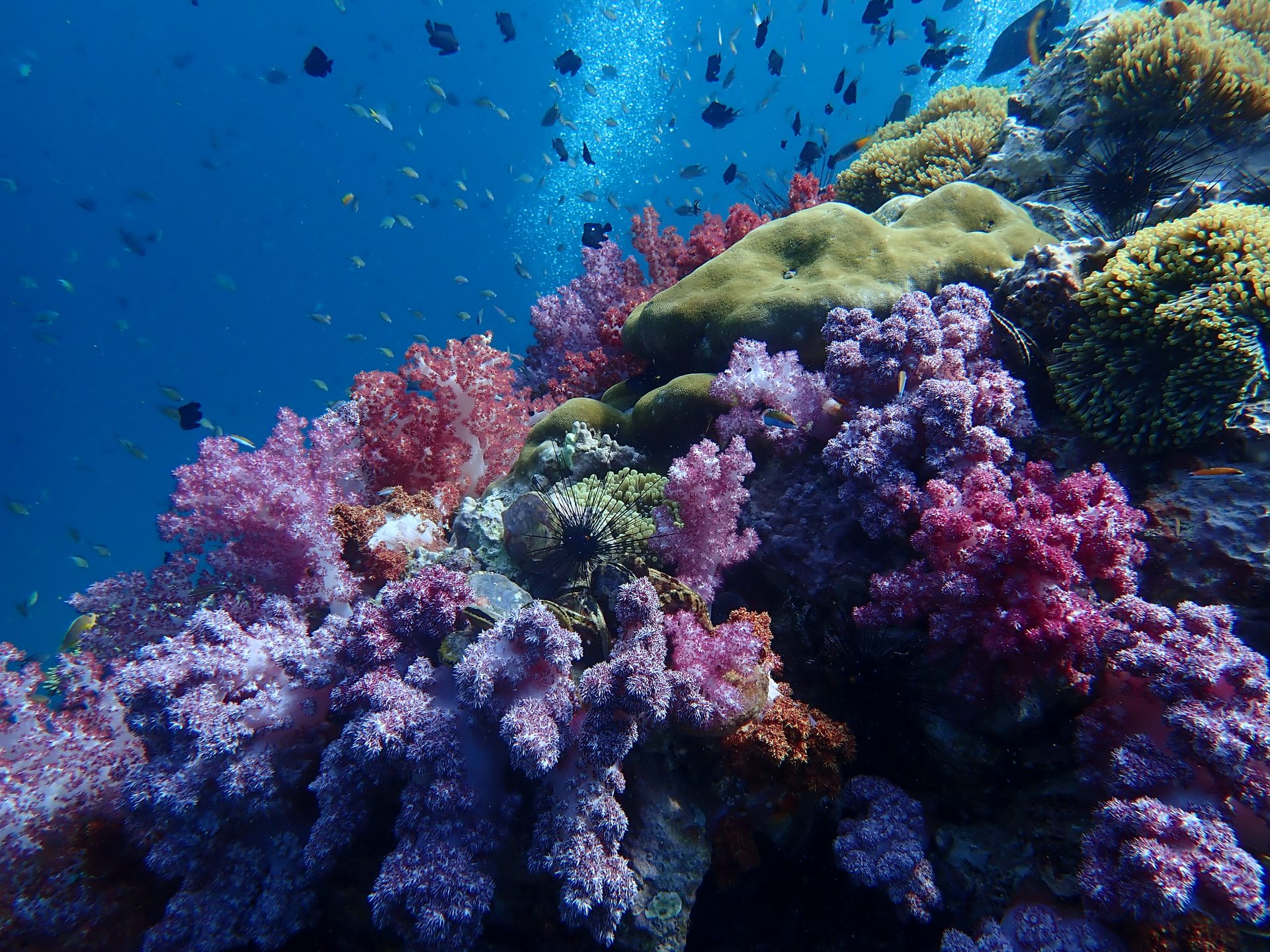 Dive site photo