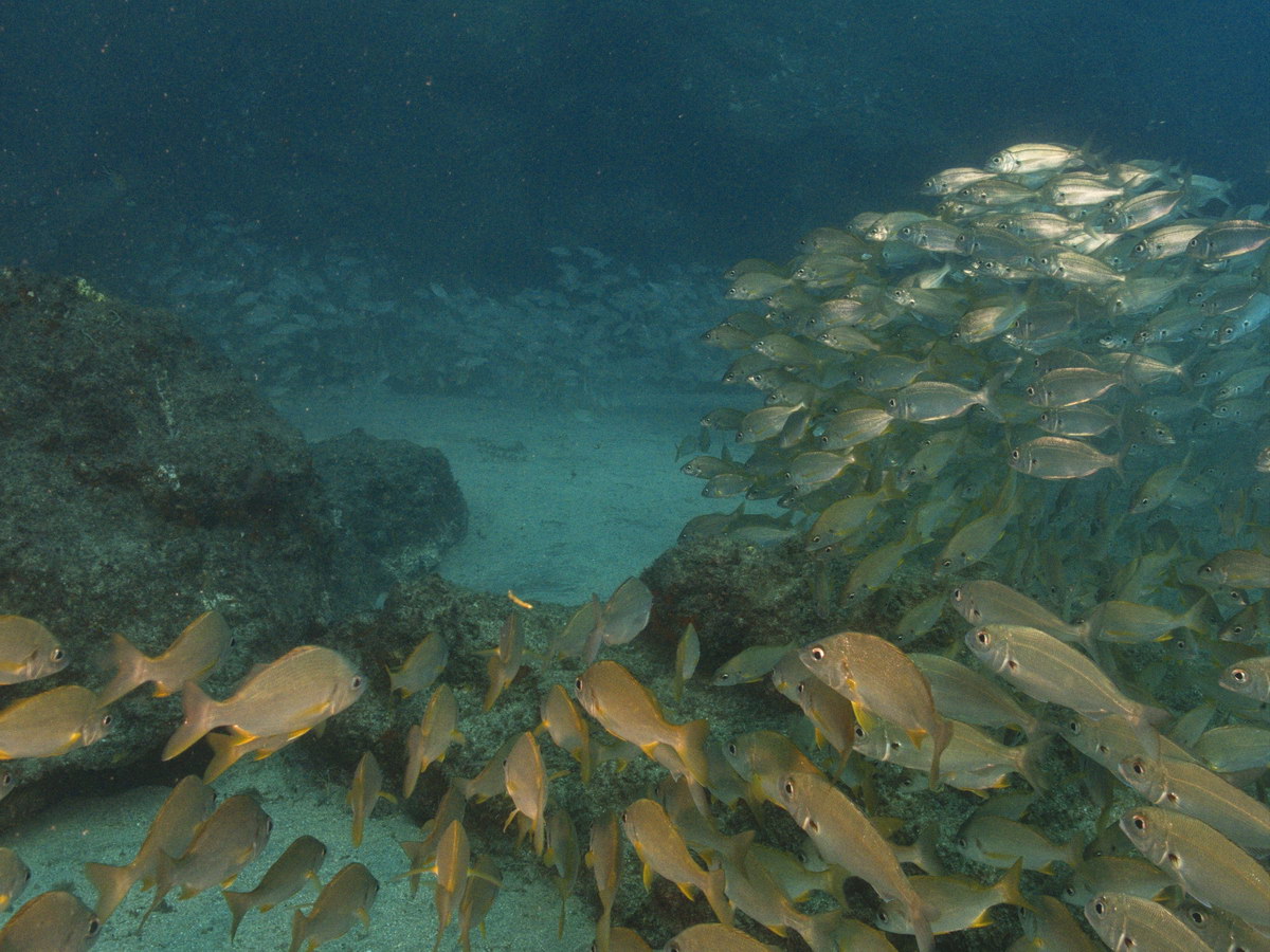 Dive site photo