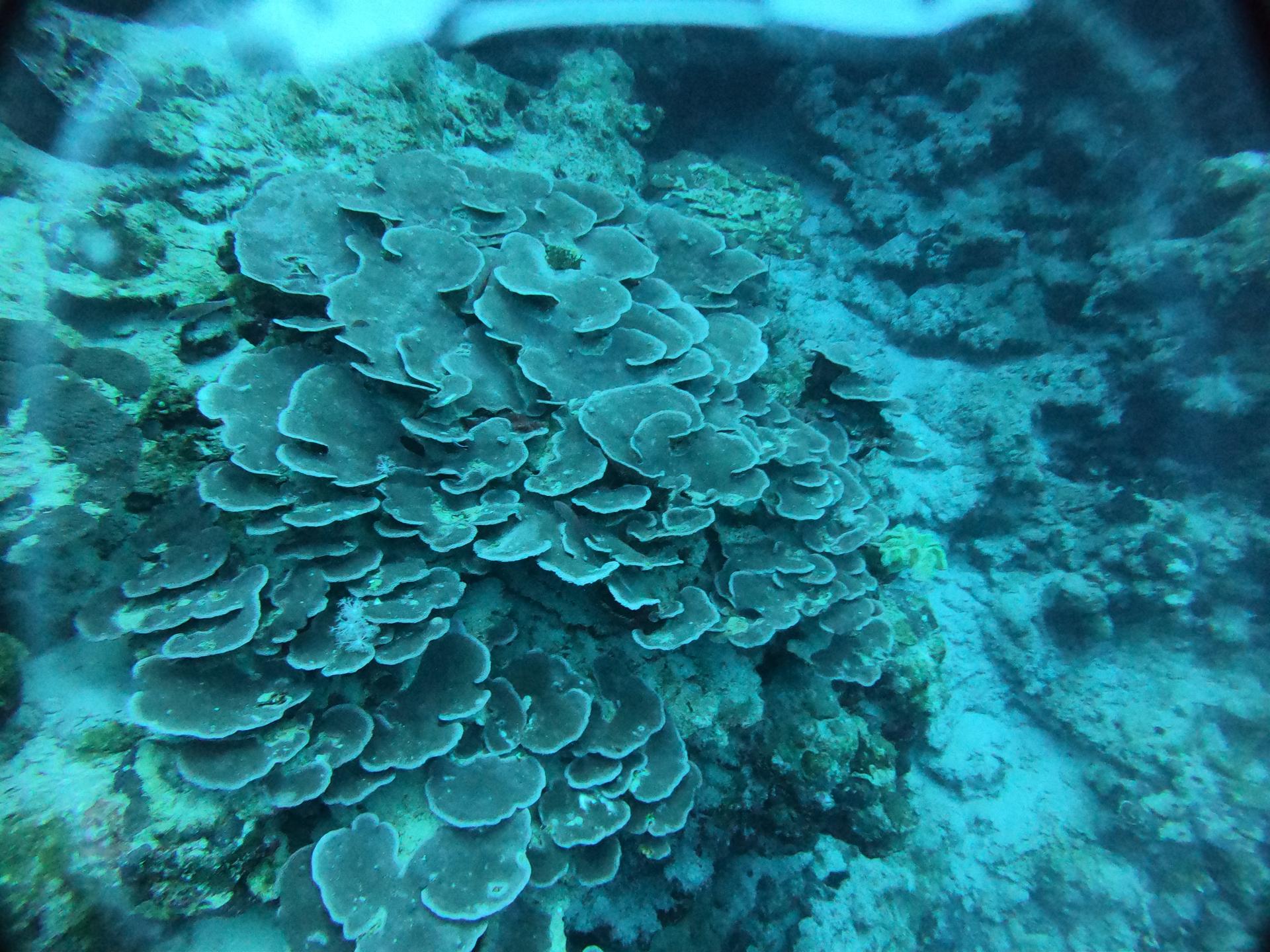 Dive site photo