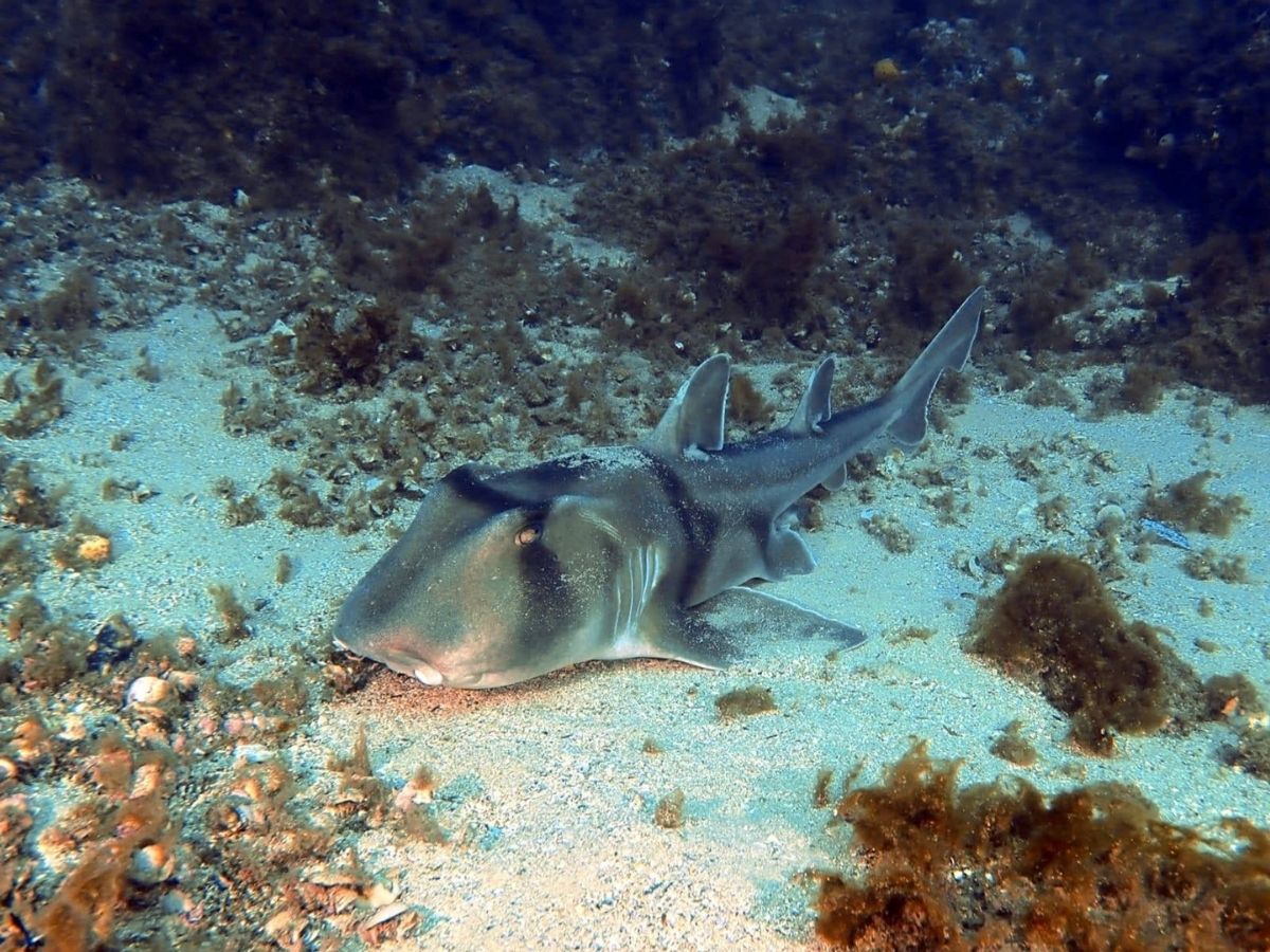 Dive site photo