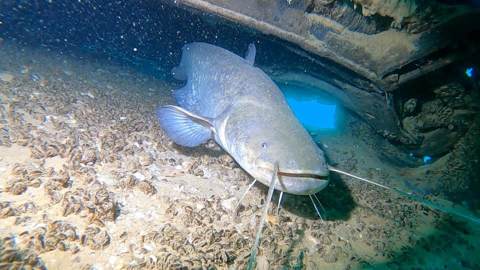 Dive site photo