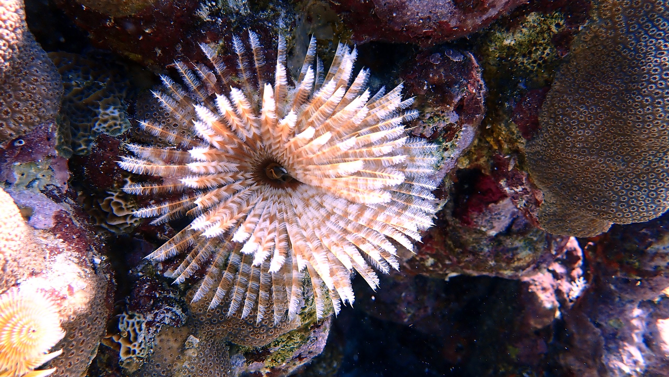 Dive site photo