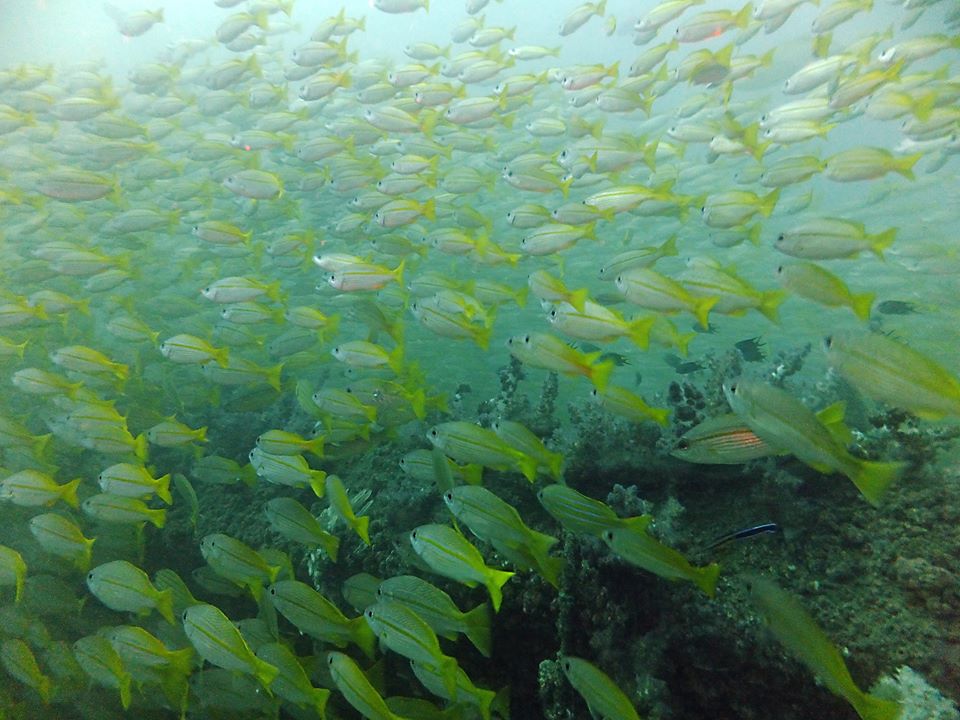 Dive site photo