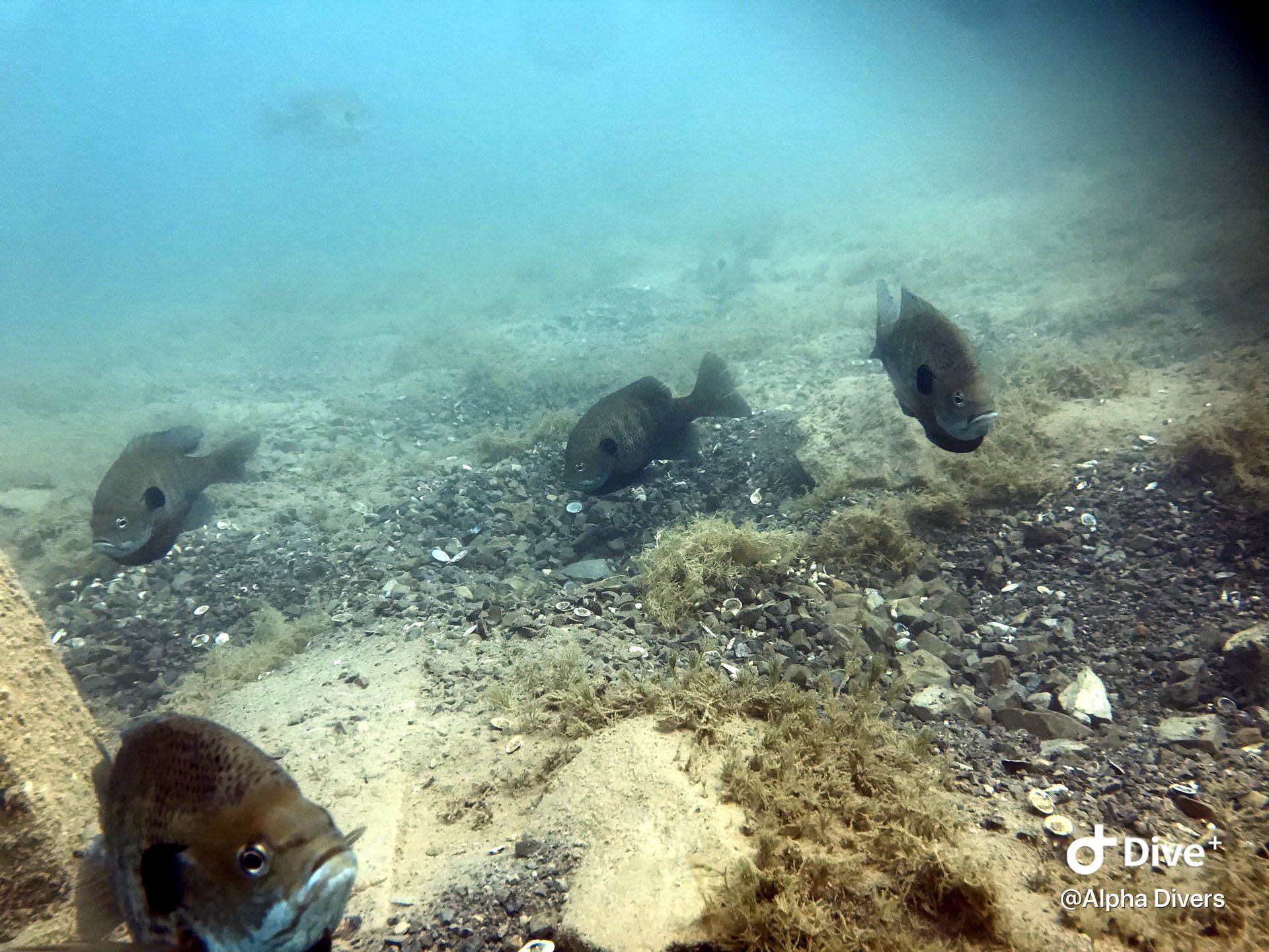 Dive site photo
