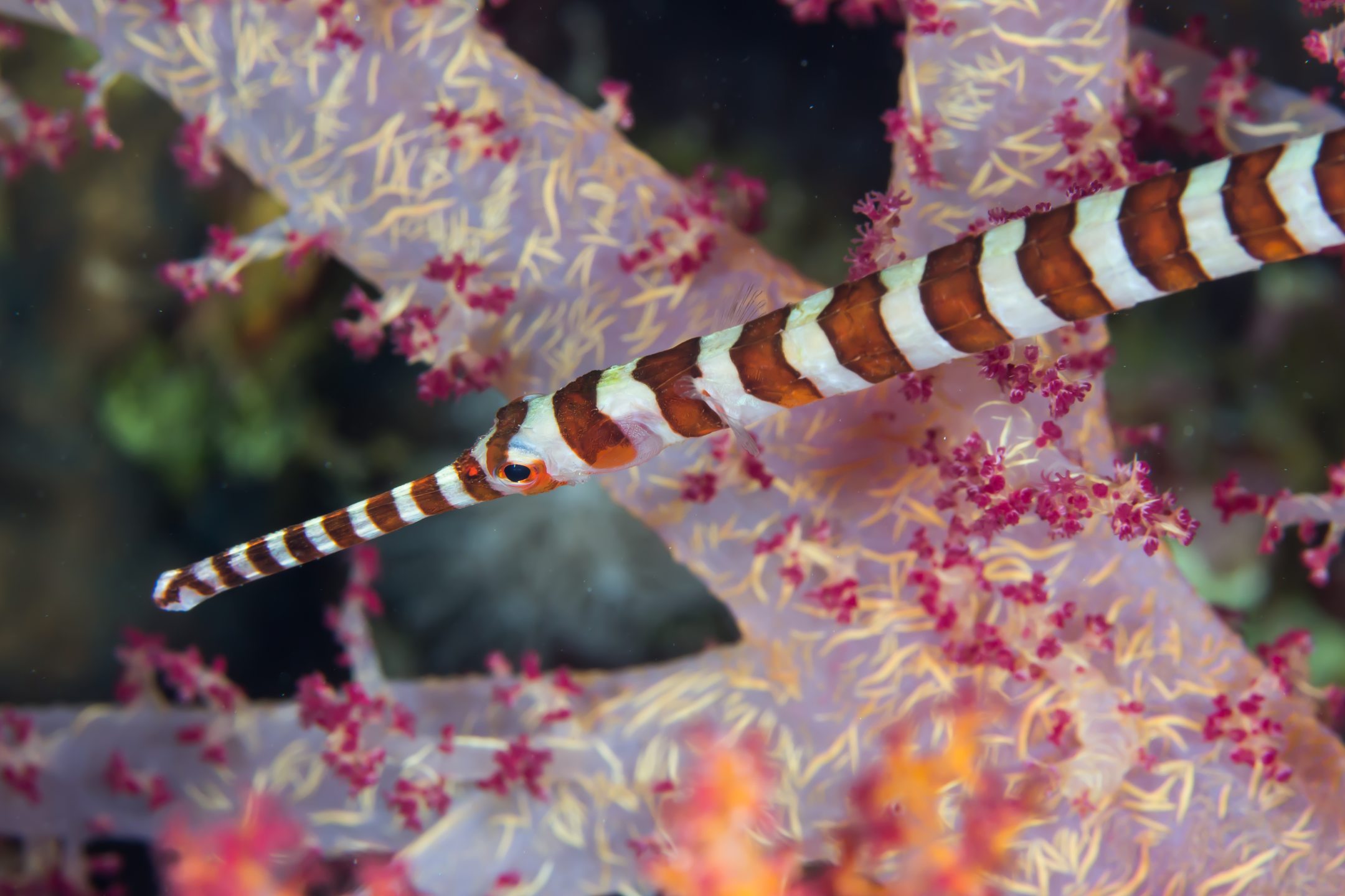 Dive site photo