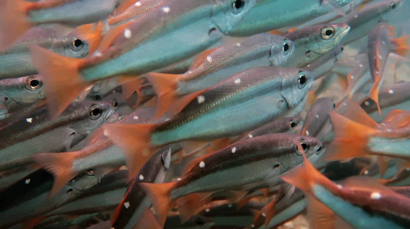 Dive site photo