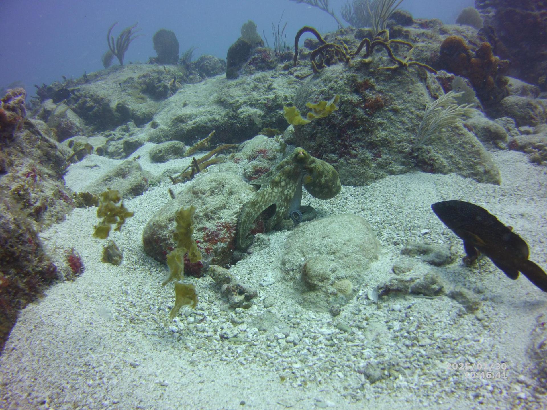 Dive site photo