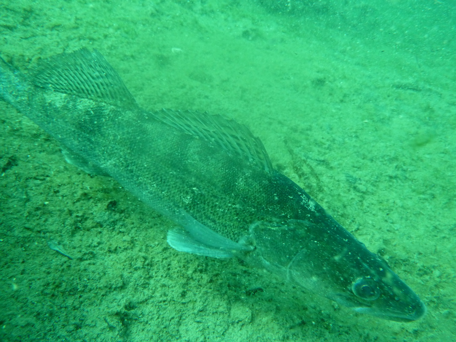 Dive site photo