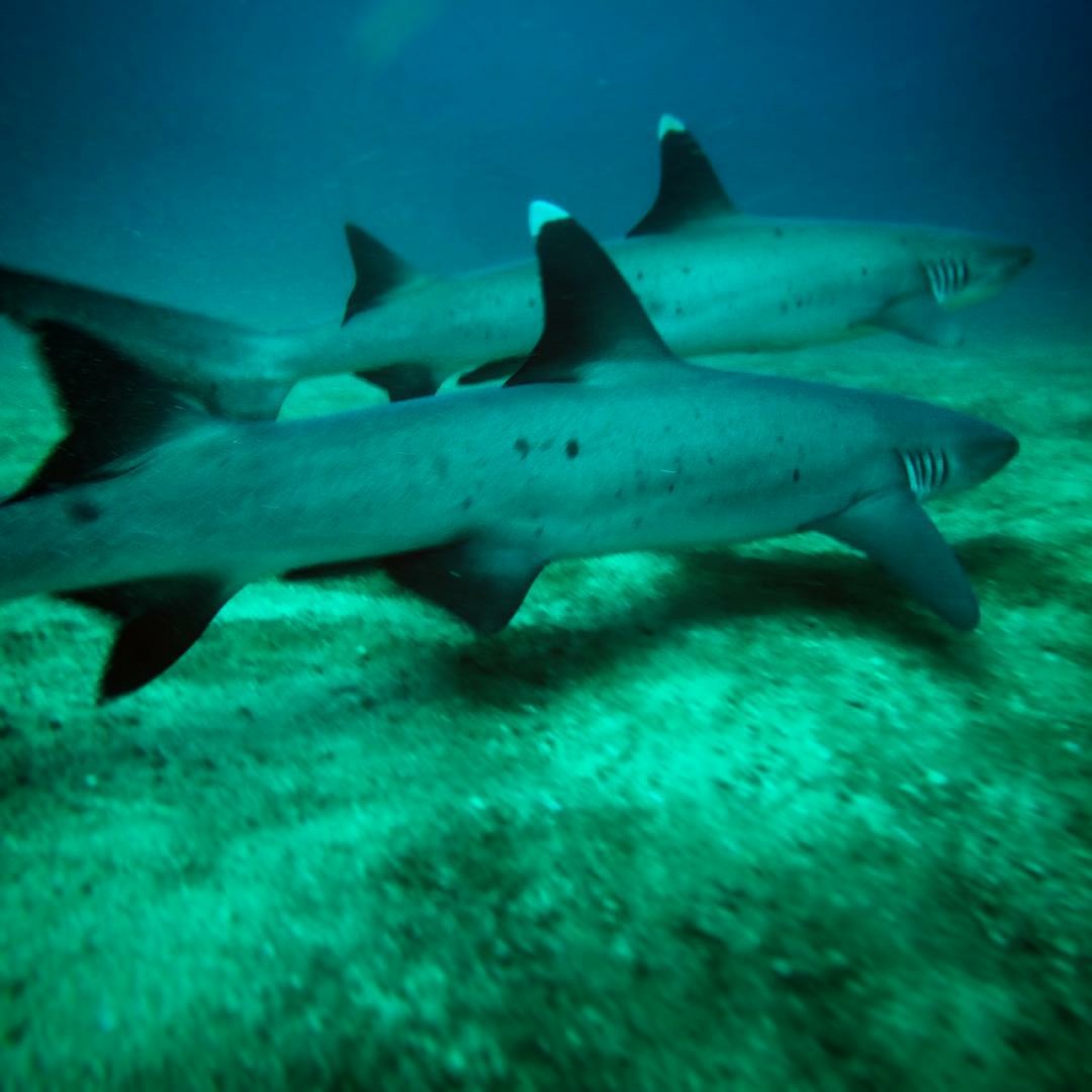 Dive site photo