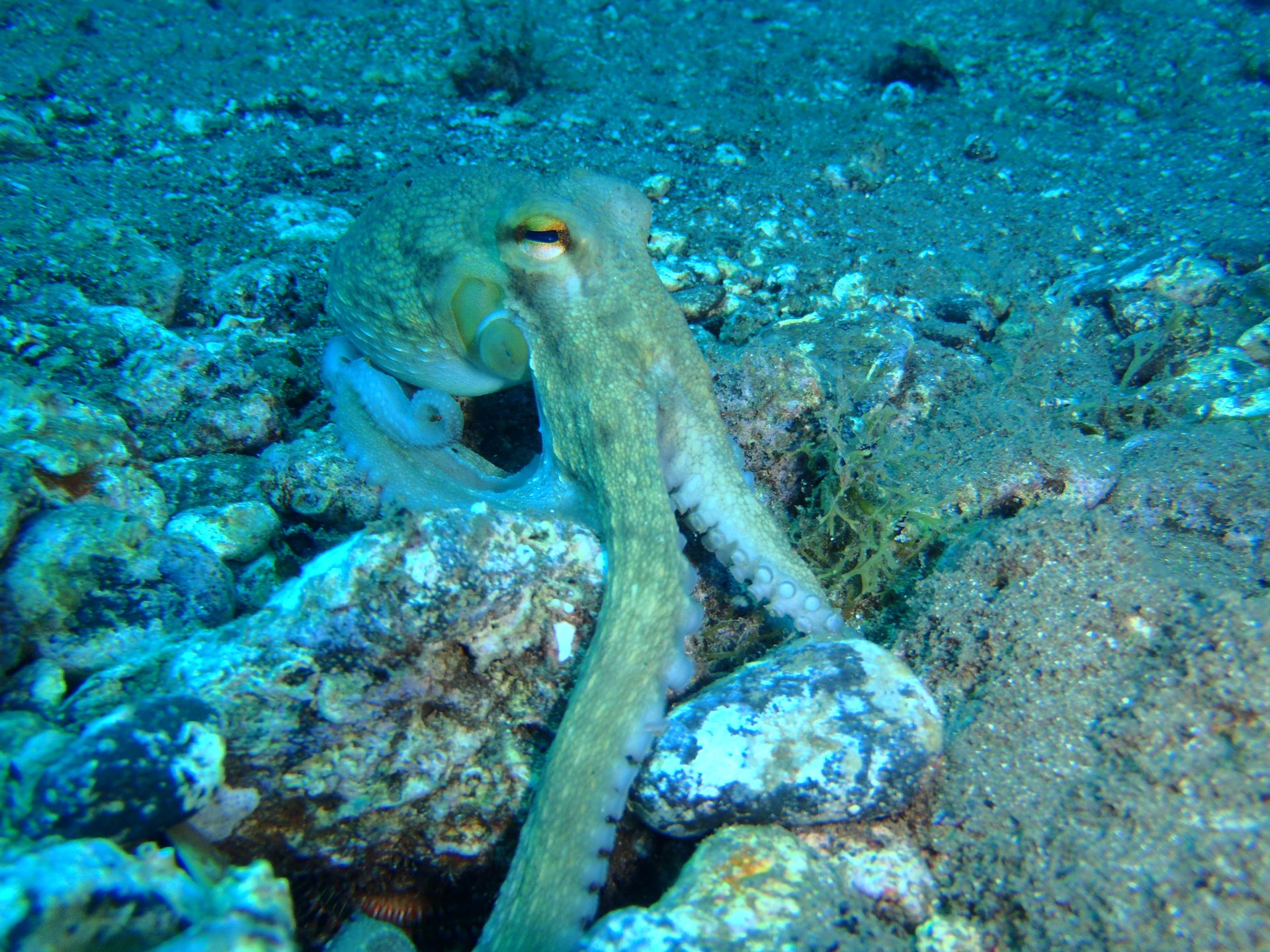 Dive site photo