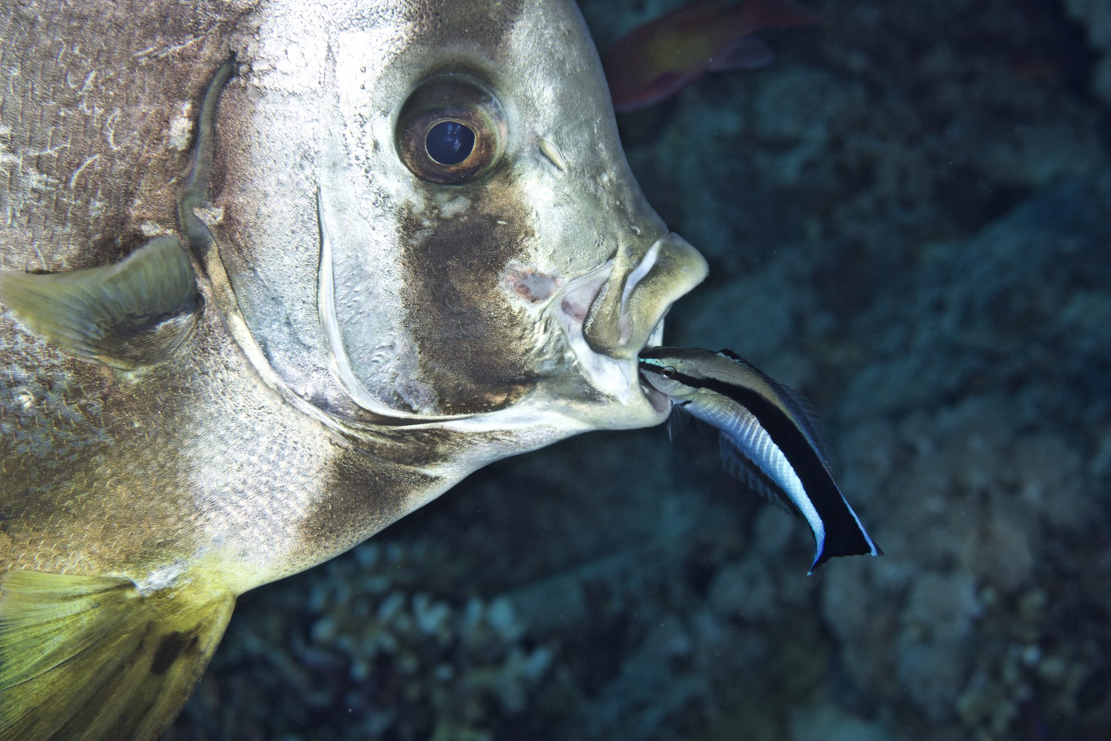 Dive site photo