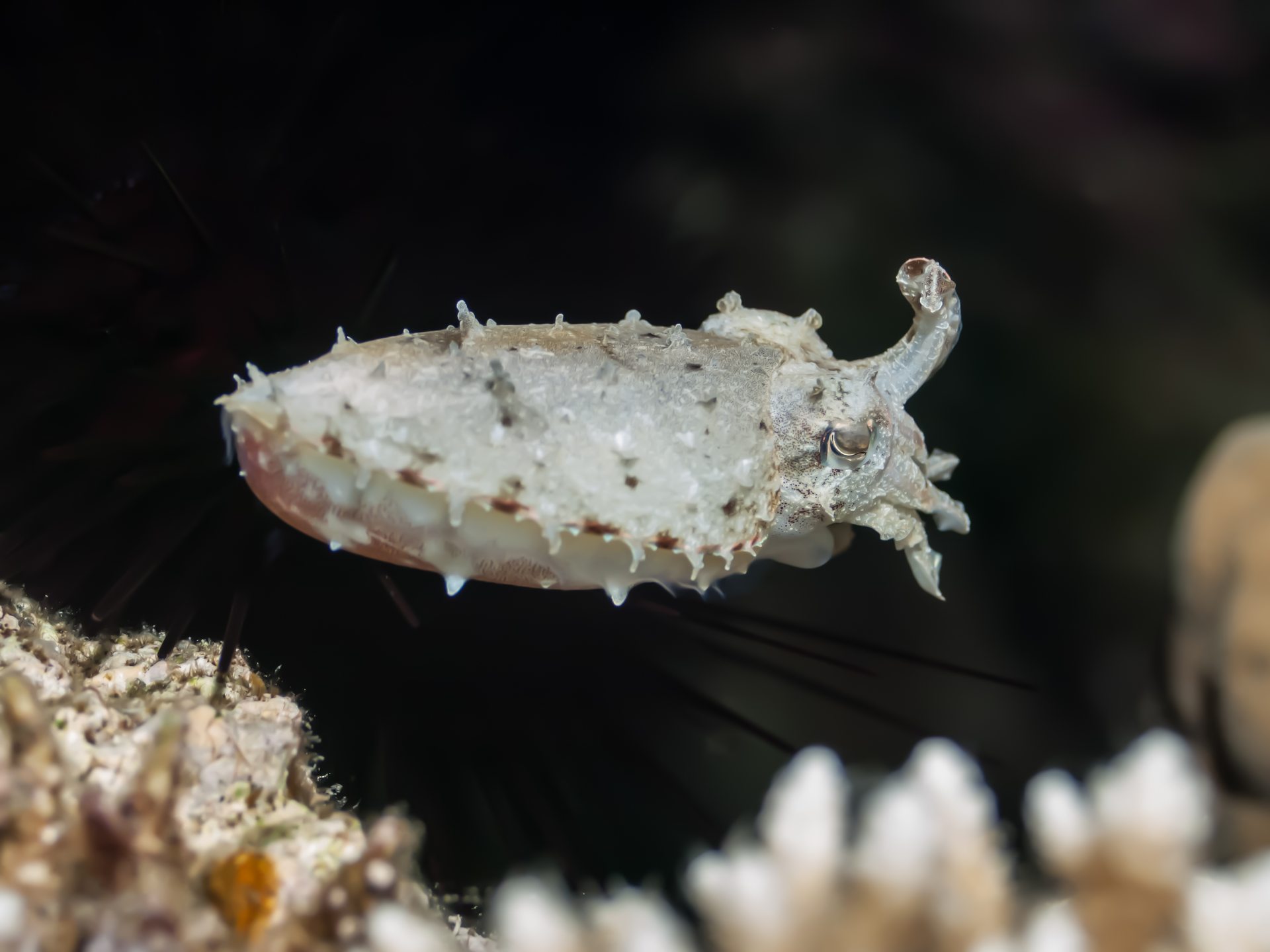 Dive site photo