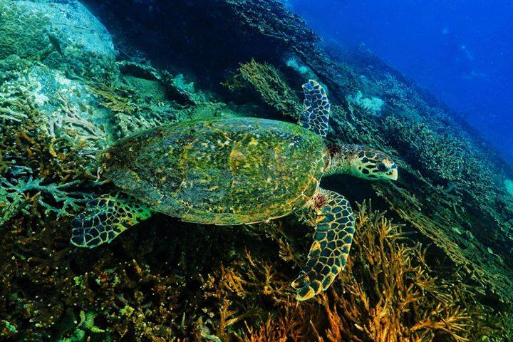 Dive site photo