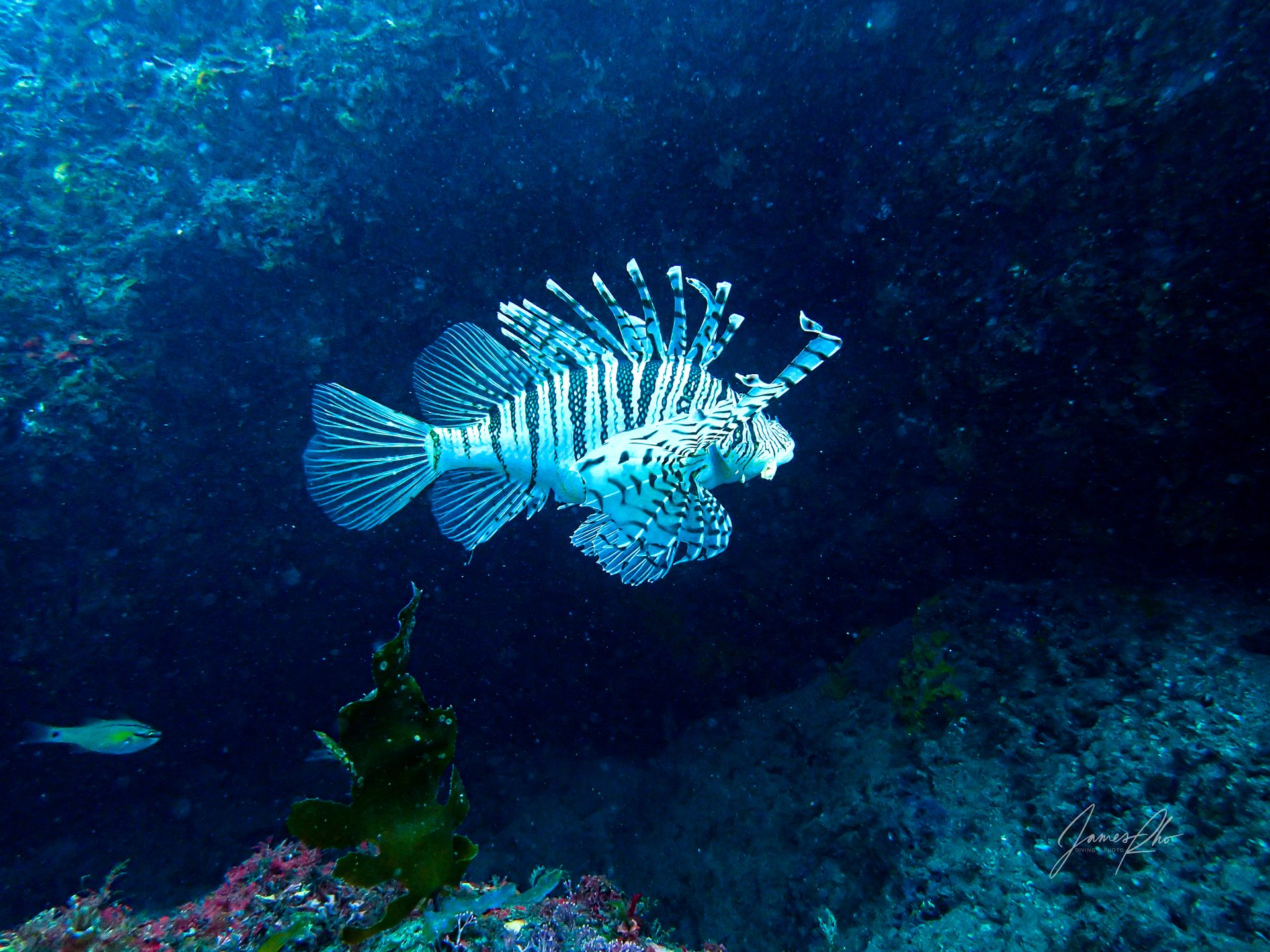 Tiger Island dive site PADI