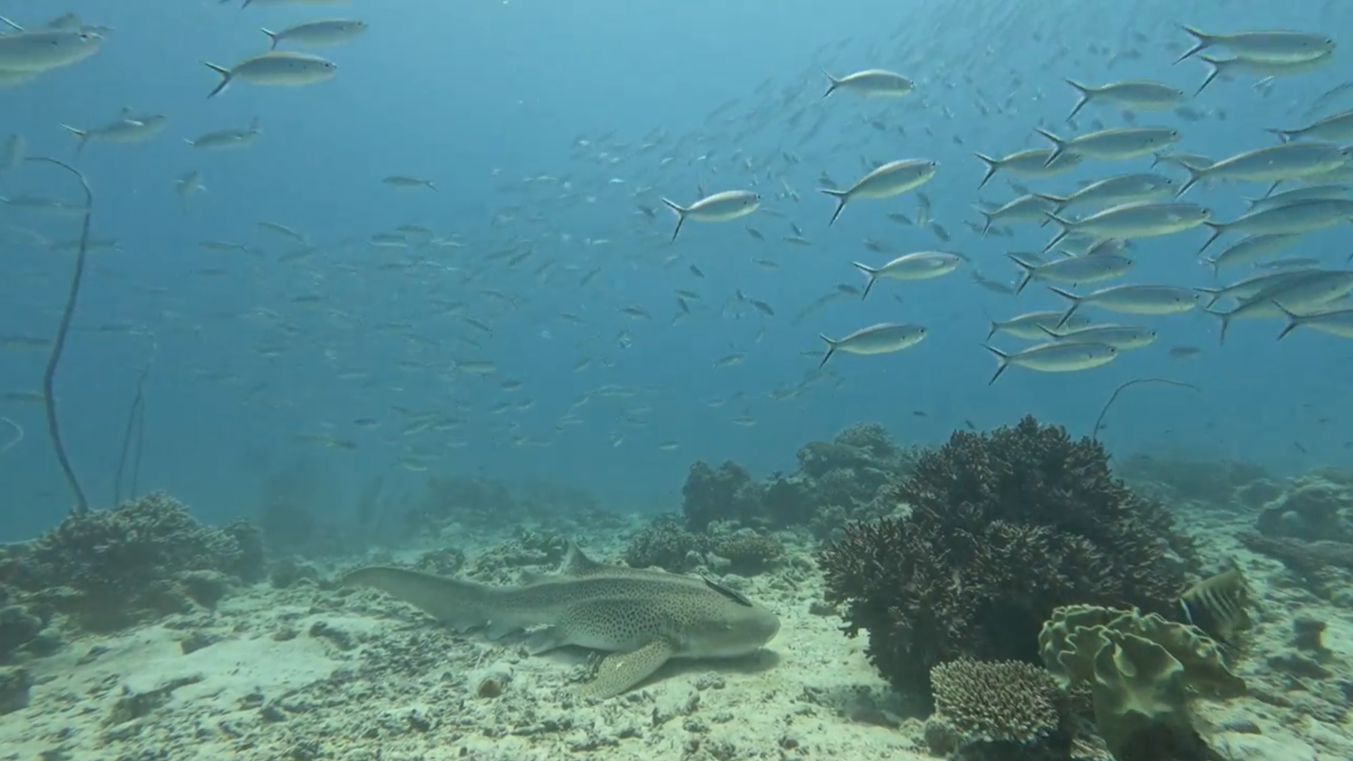 Shark Alley dive site | PADI