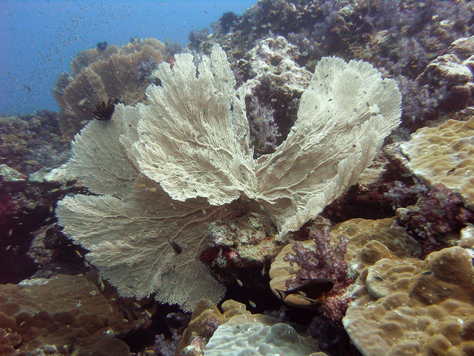 Dive site photo
