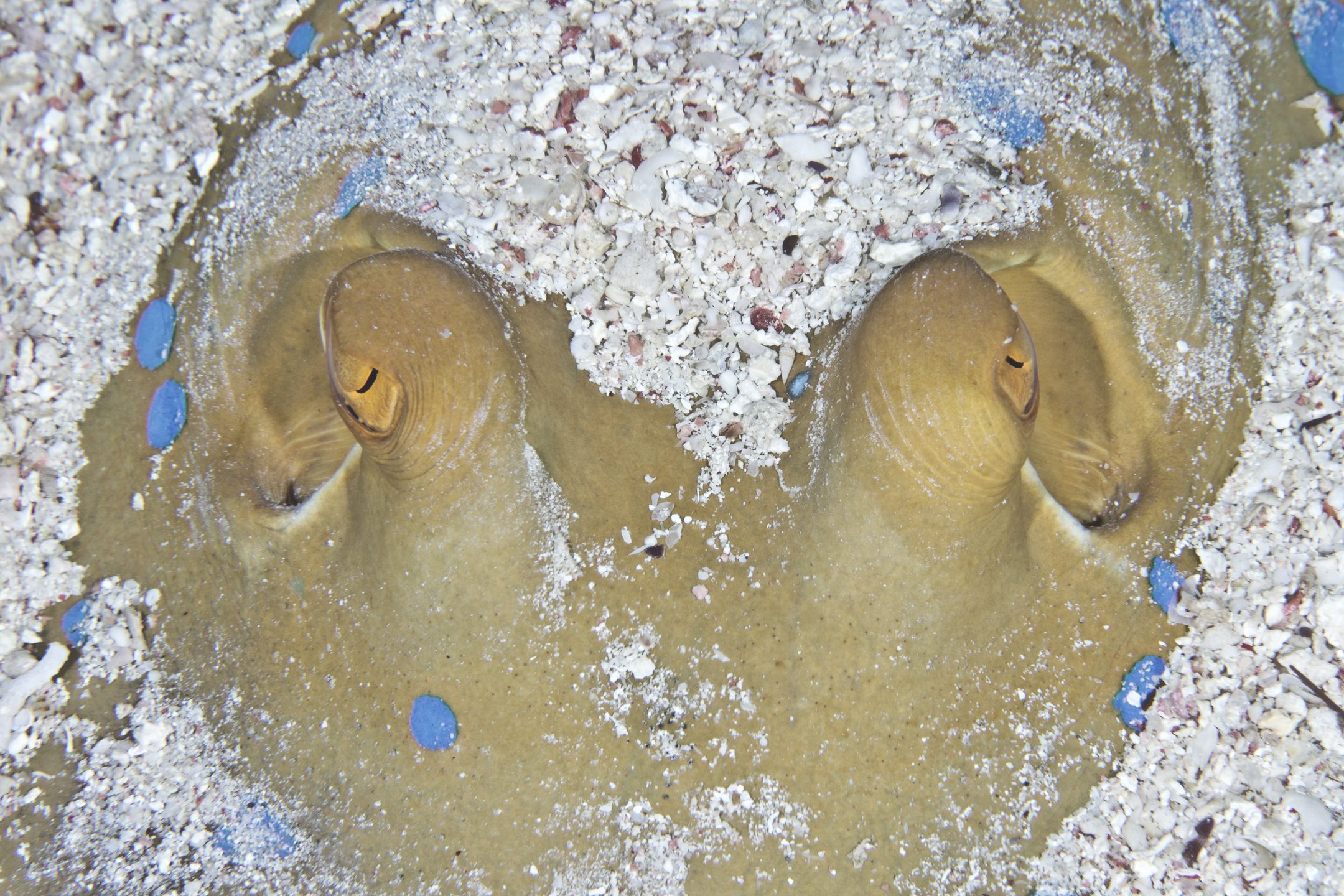 Dive site photo