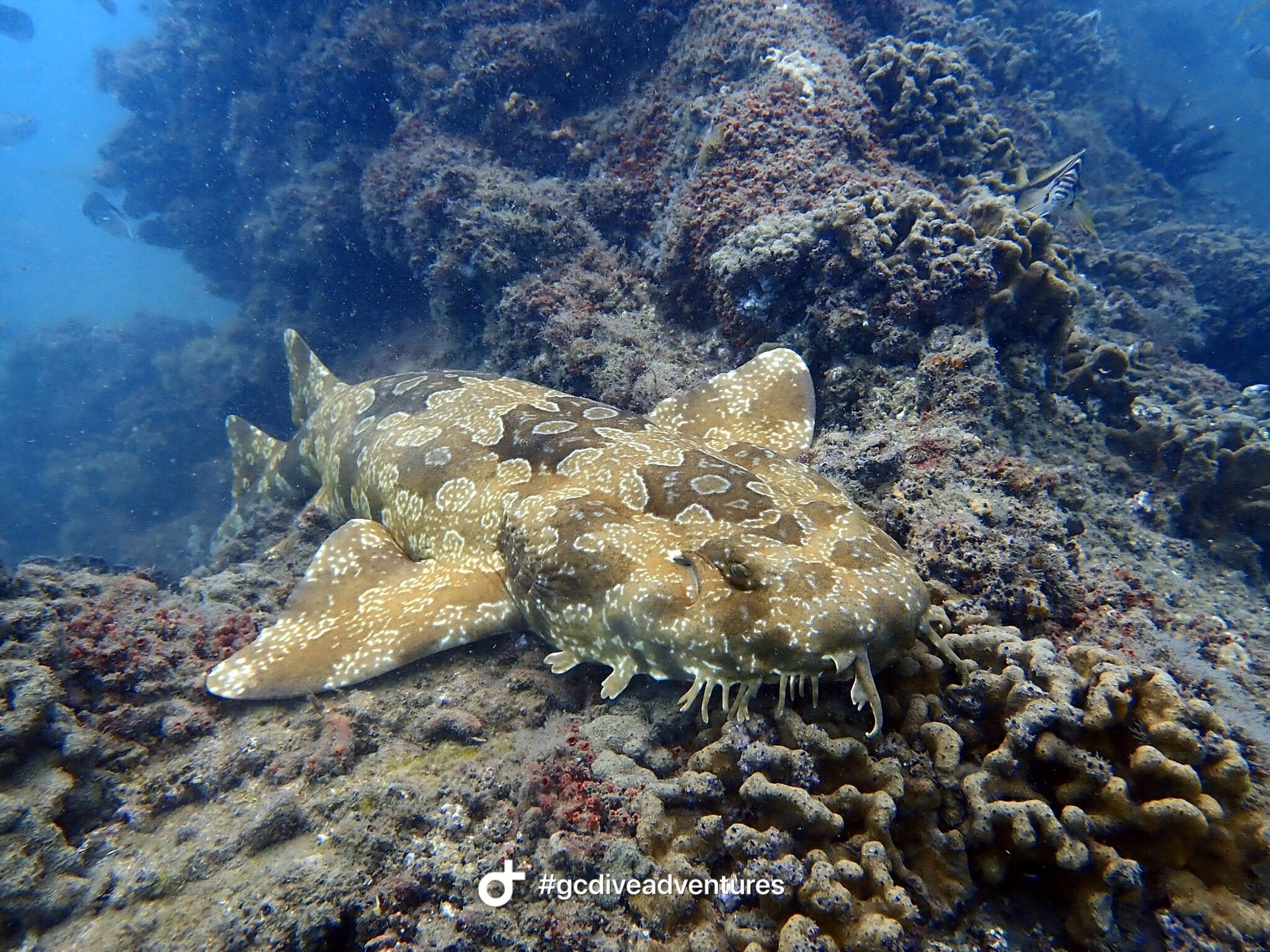 Dive site photo