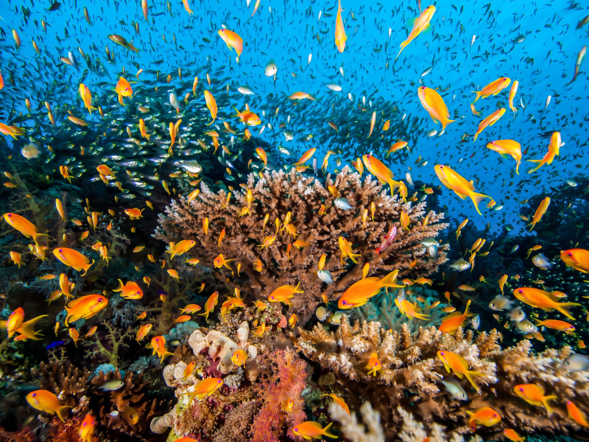Dive site photo