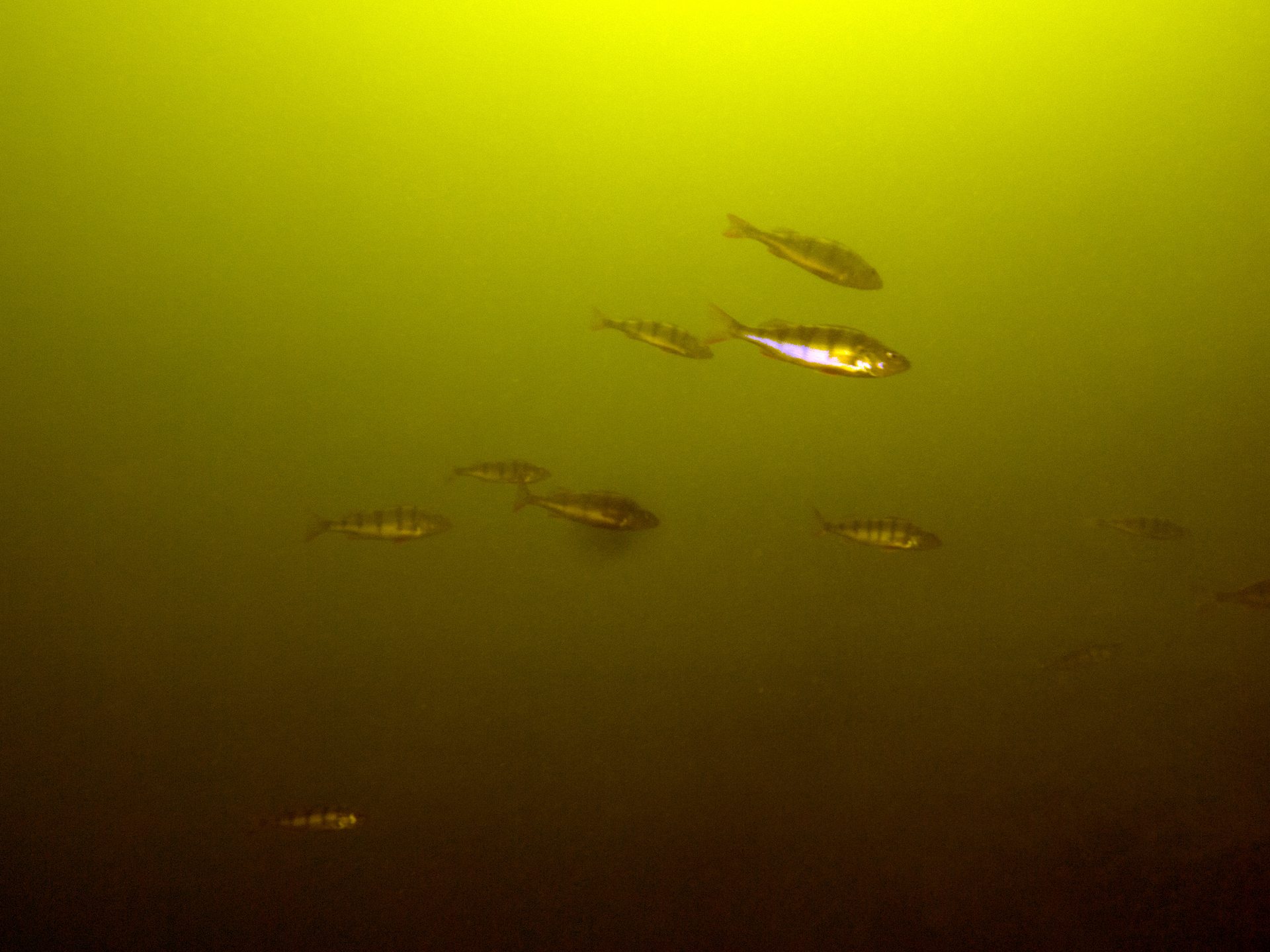 Dive site photo