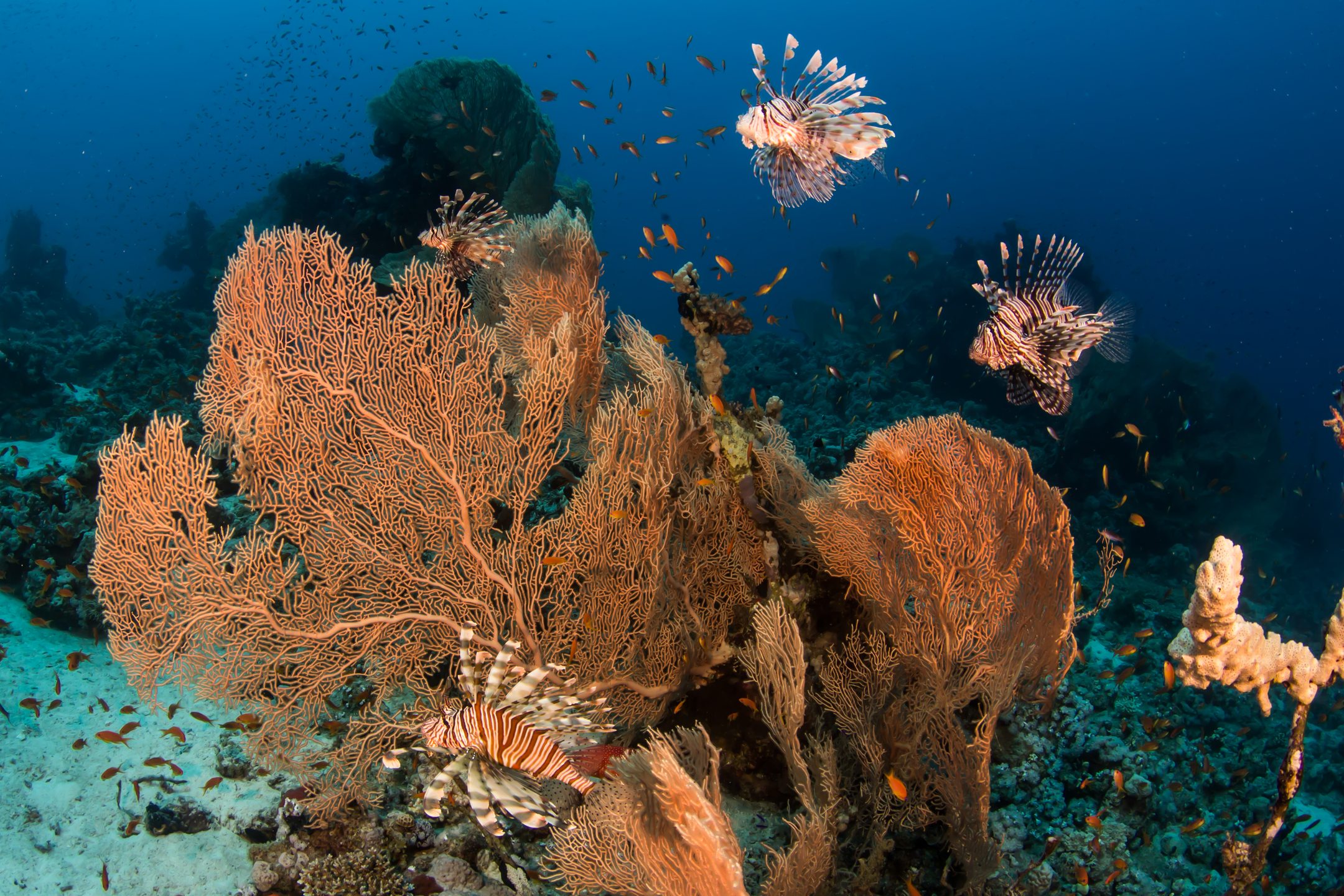 Dive site photo