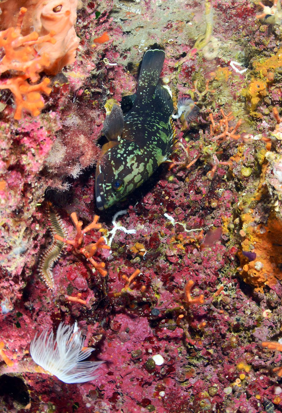 Dive site photo