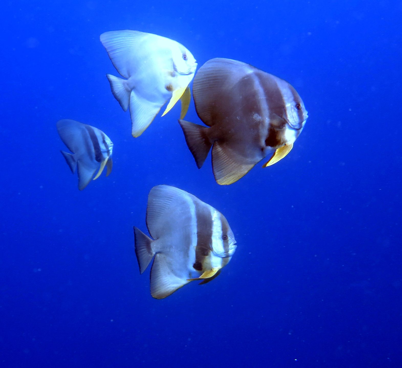Dive site photo