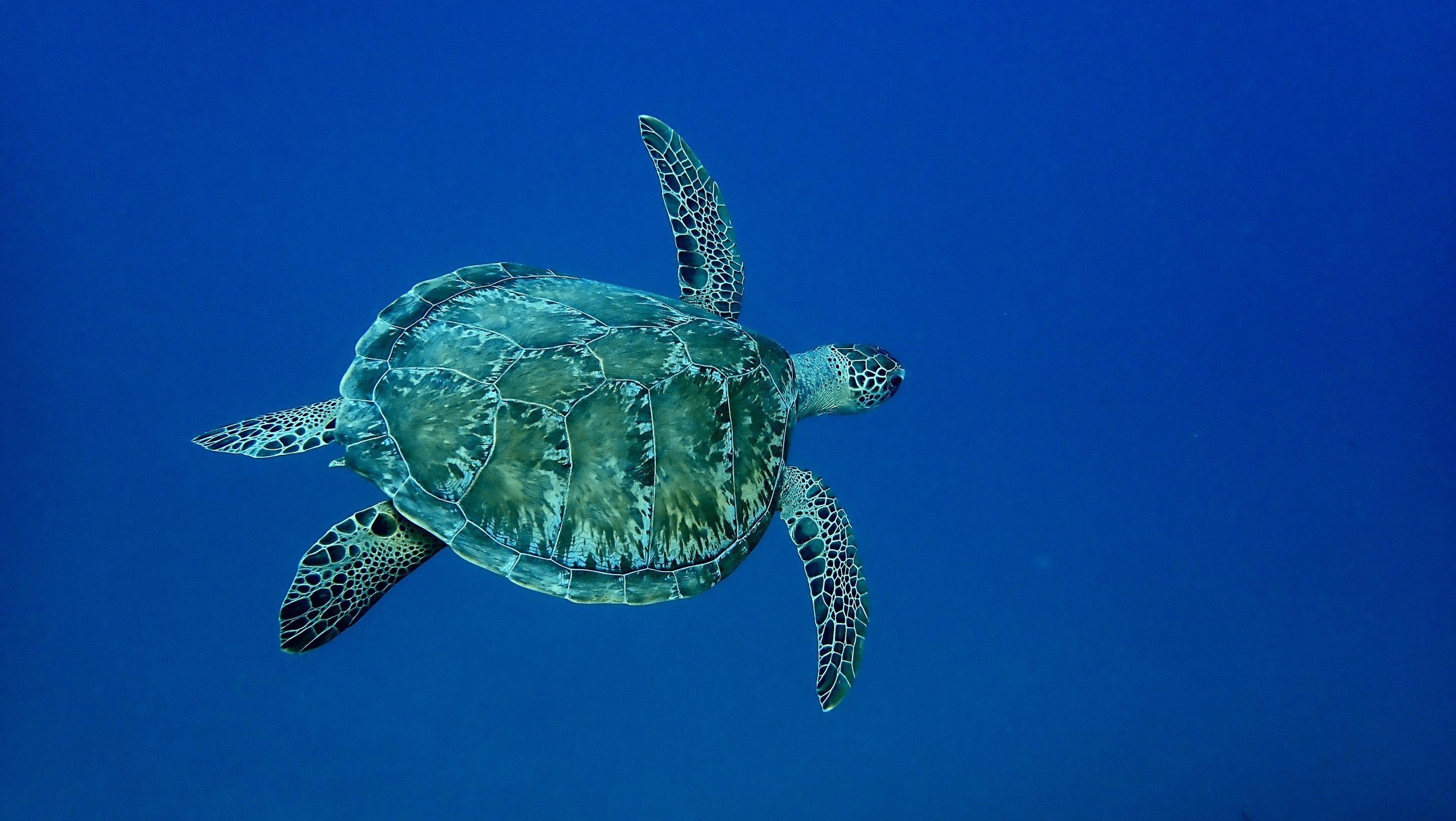 Dive site photo