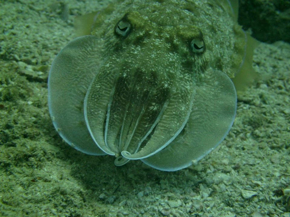 Dive site photo