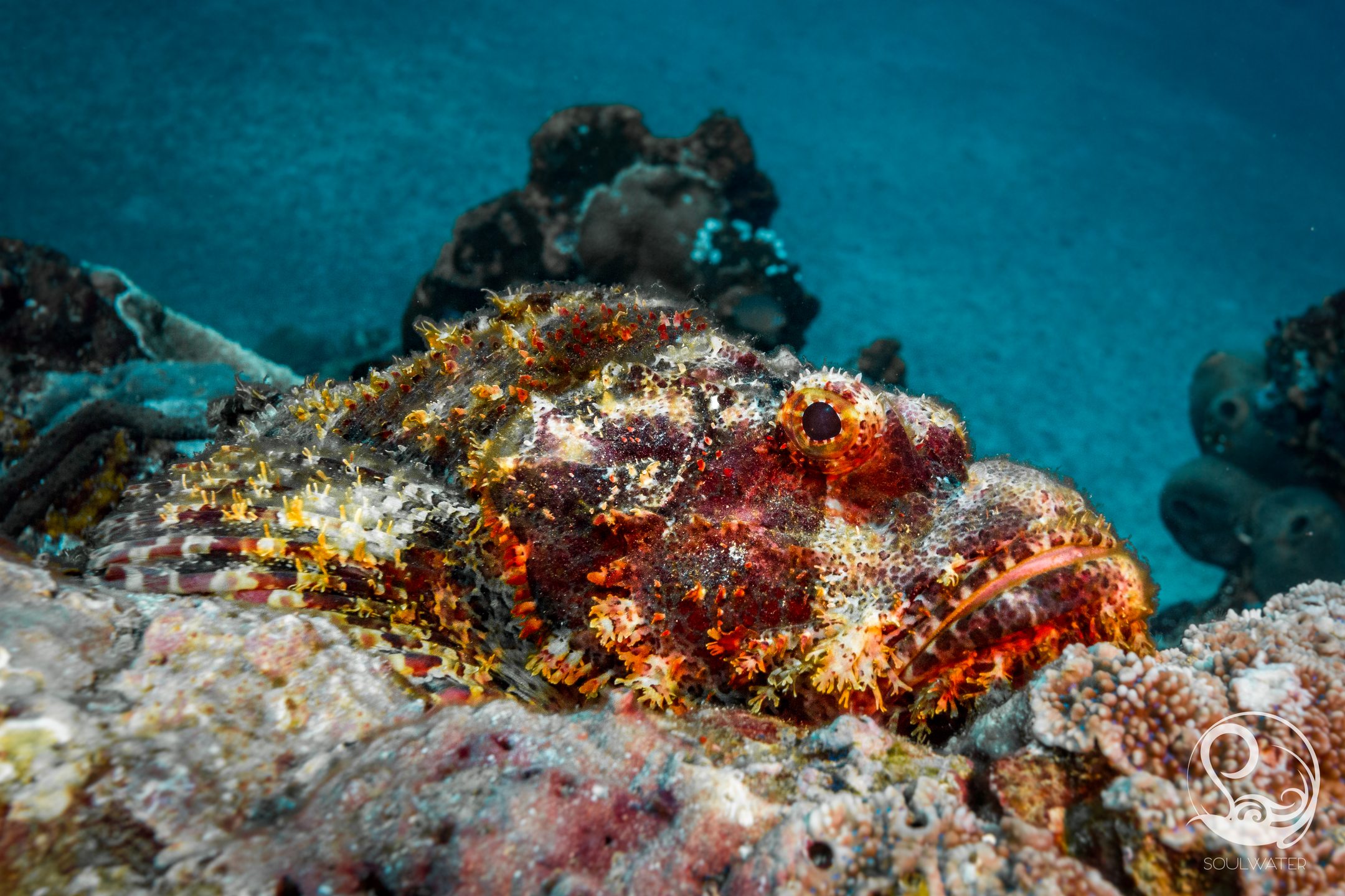 Dive site photo