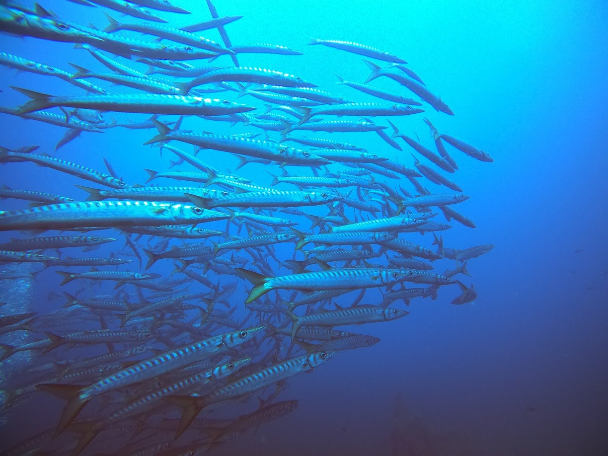 Dive site photo