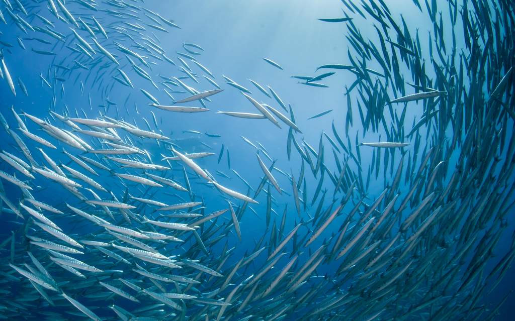 Swanee Reef