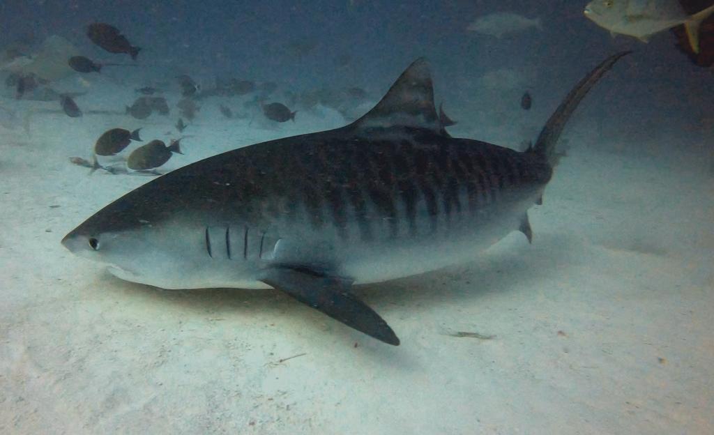 Dive site photo