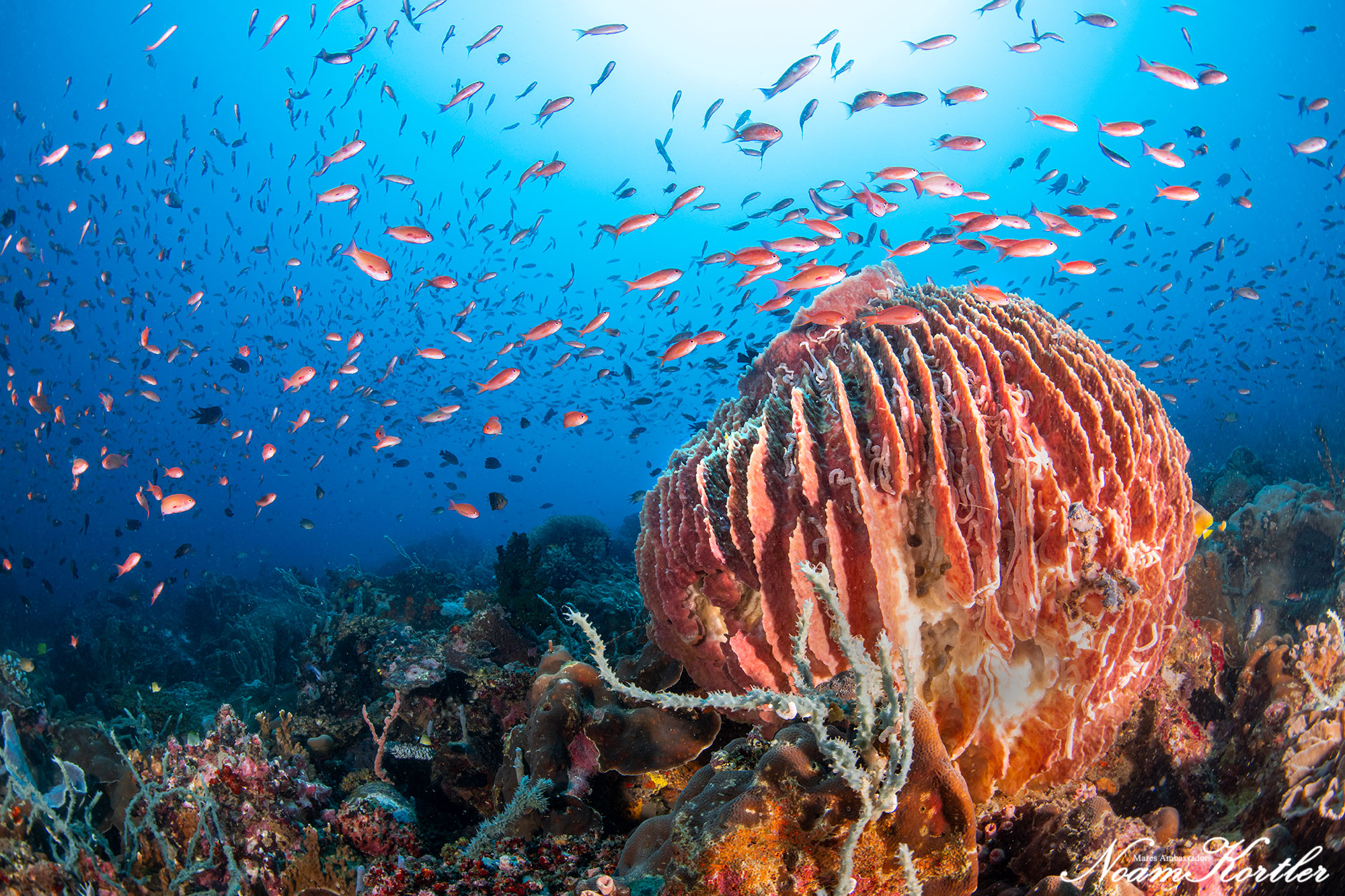 Dive site photo