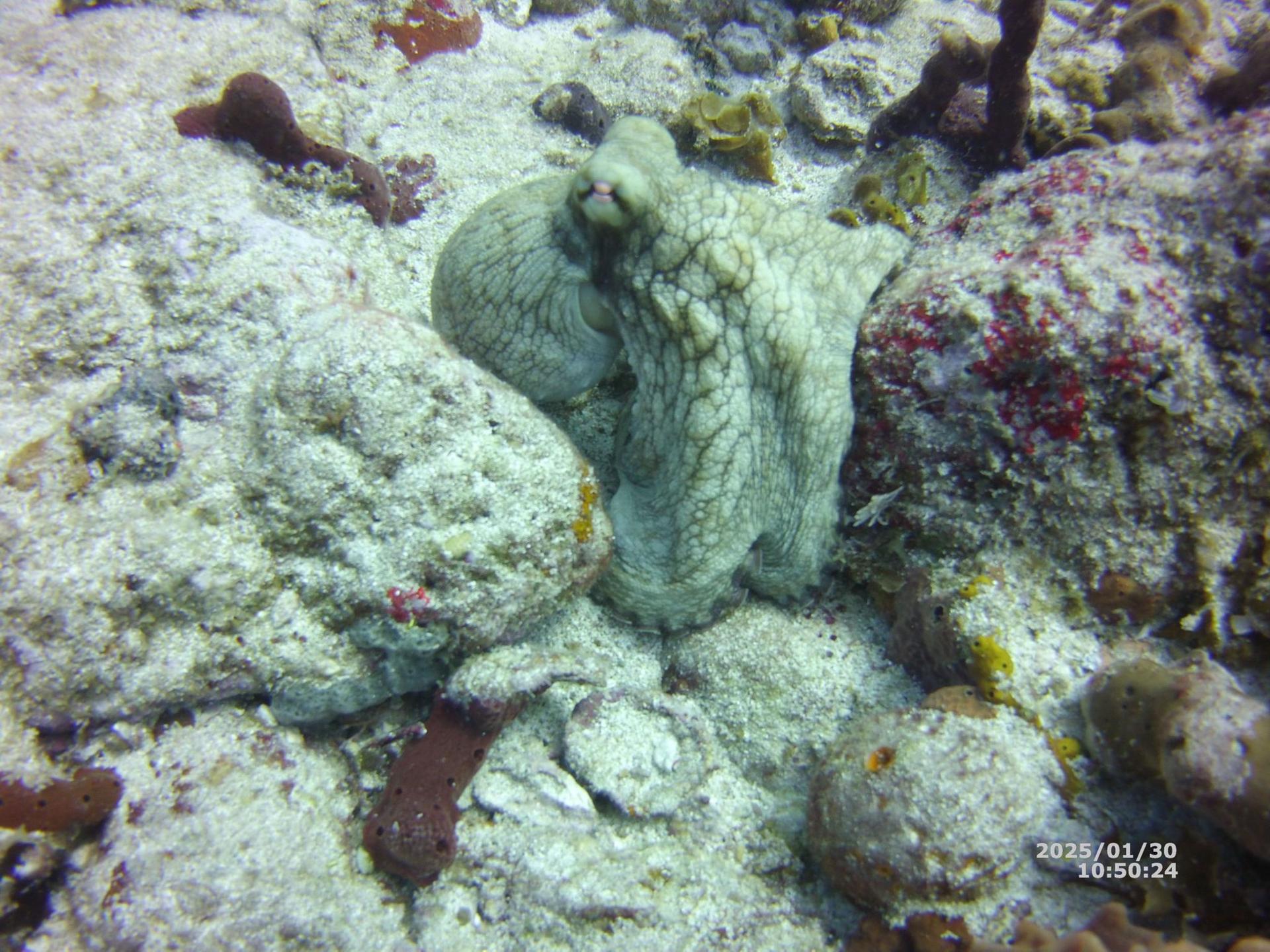 Dive site photo