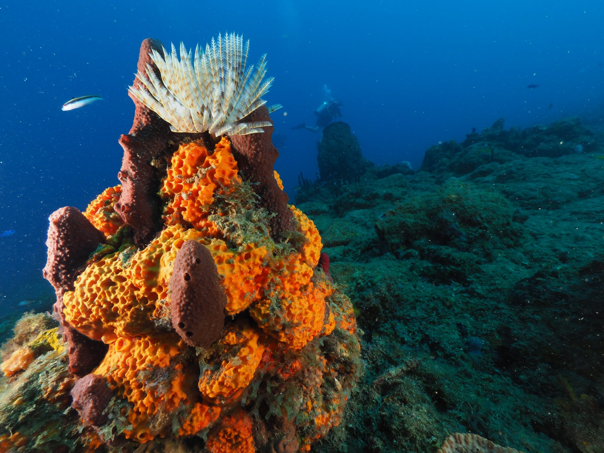 Dive site photo
