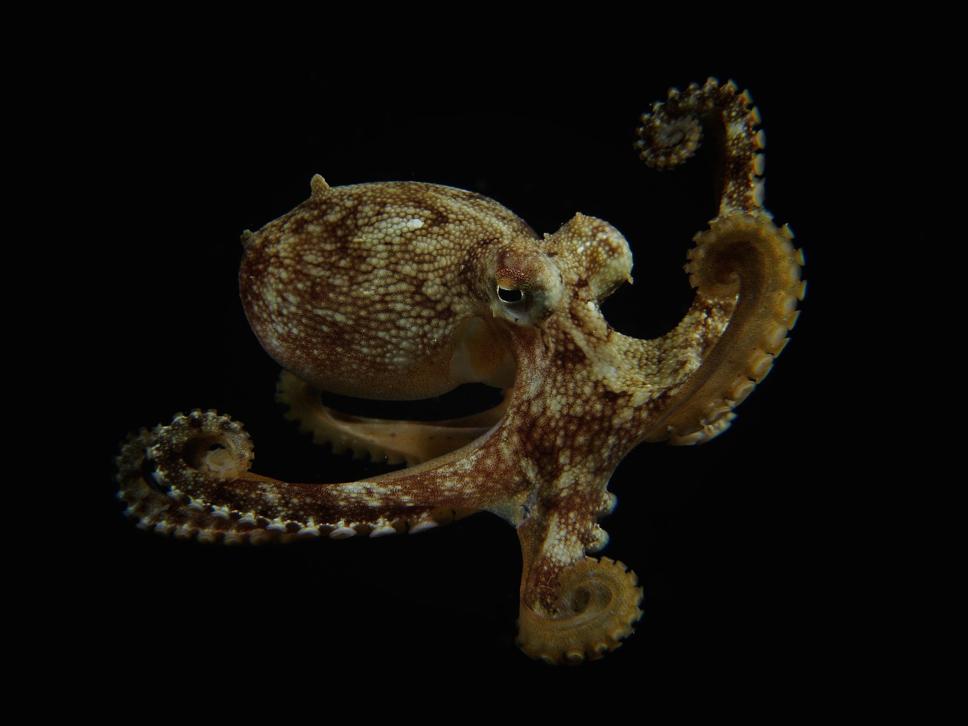 Dive site photo