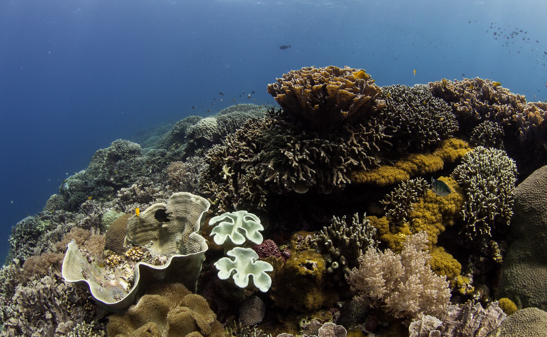 Apo Island