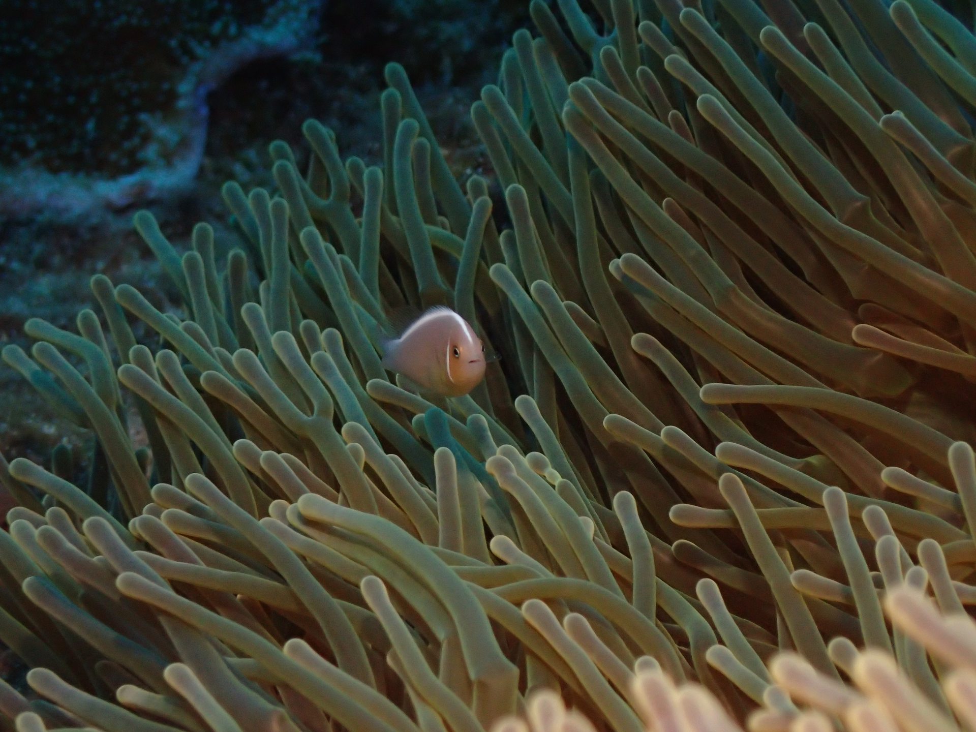 Dive site photo