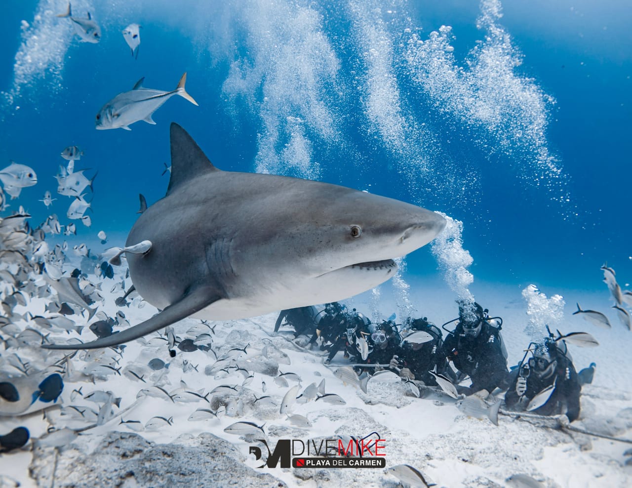 BULLSHARK SITE