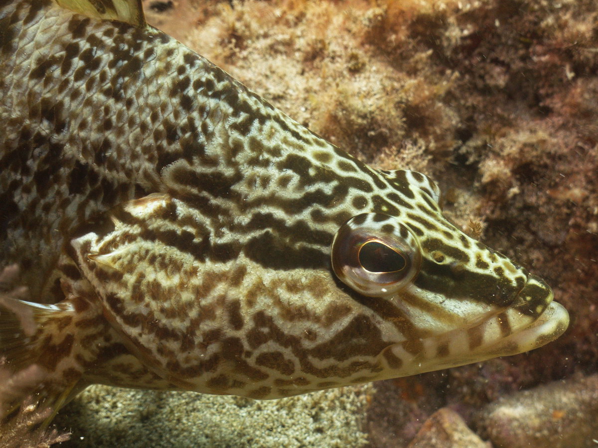 Dive site photo